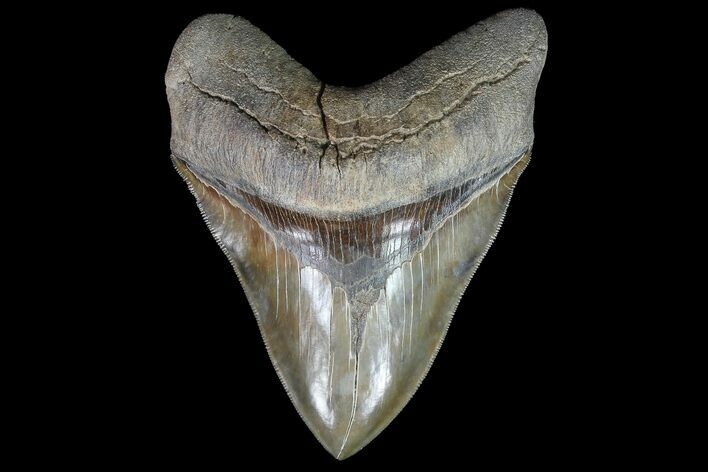 Megalodon Tooth - Beautiful Color & Serrations! #76966